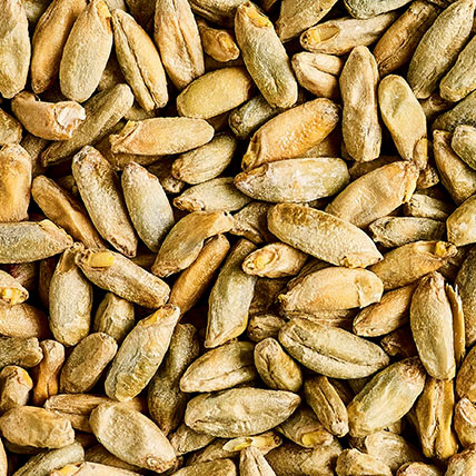 MALT MALTED RYE