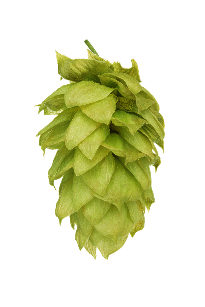 HOUBLON MOUTERE PELLET HOP REVOLUTION 2024