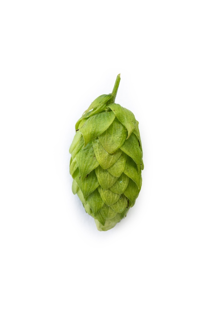 HOUBLON GERMAN SAAZ HVG 2025