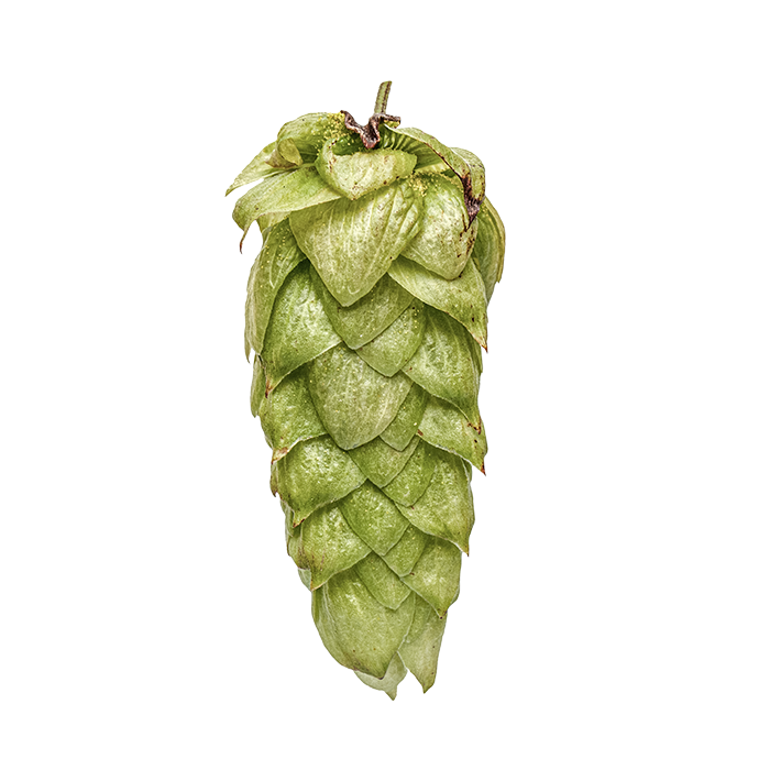 HOUBLON MOUTERE PELLET YAKIMA 