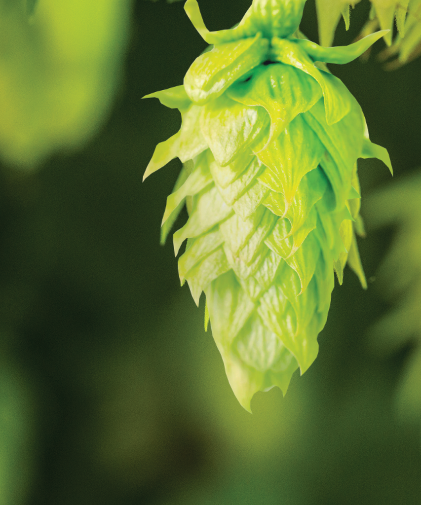 HOUBLON ELANI PELLET CROSBY 