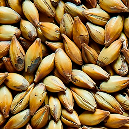 MALT CRYSTAL DARK MEDIUM                