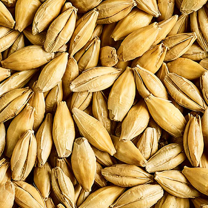 MALT DEXTRIN MALT