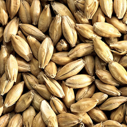 MALT LOW COLOUR GOLDEN PROMISE              