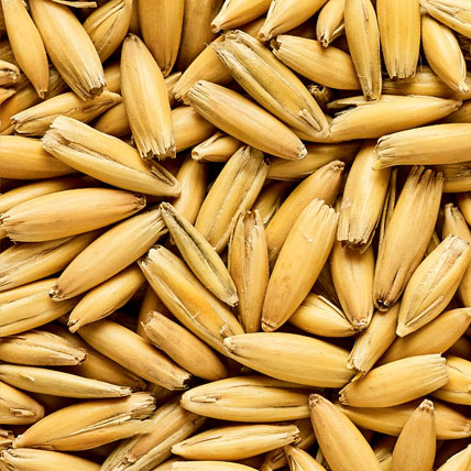 OAT MALT