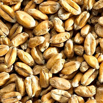 WHEAT MALT