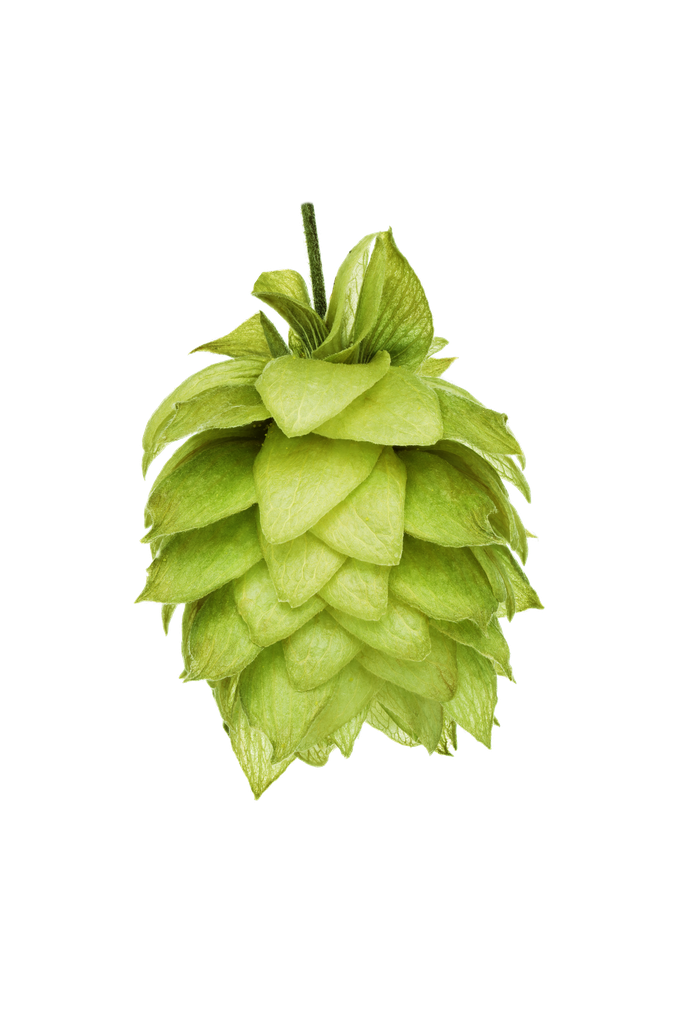 HOUBLON WAI-ITI PELLET YAKIMA 2024