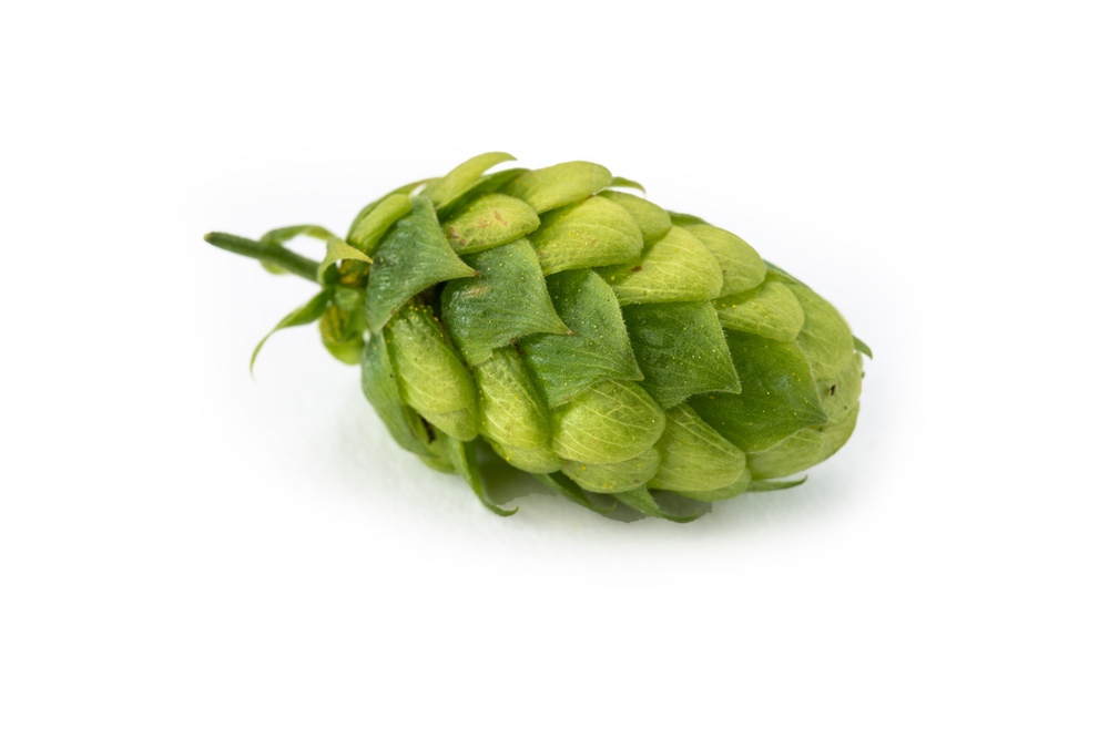 HOUBLON PERLE PELLET HVG 2024
