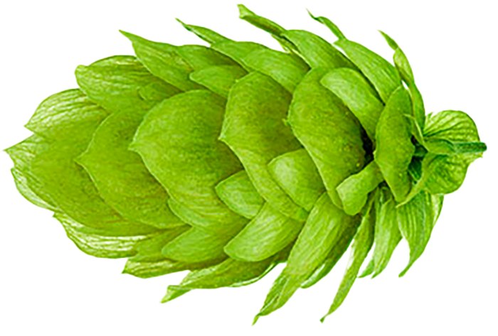 HOUBLON STYRIAN G. CELEIA PELLET HOPSI 2024