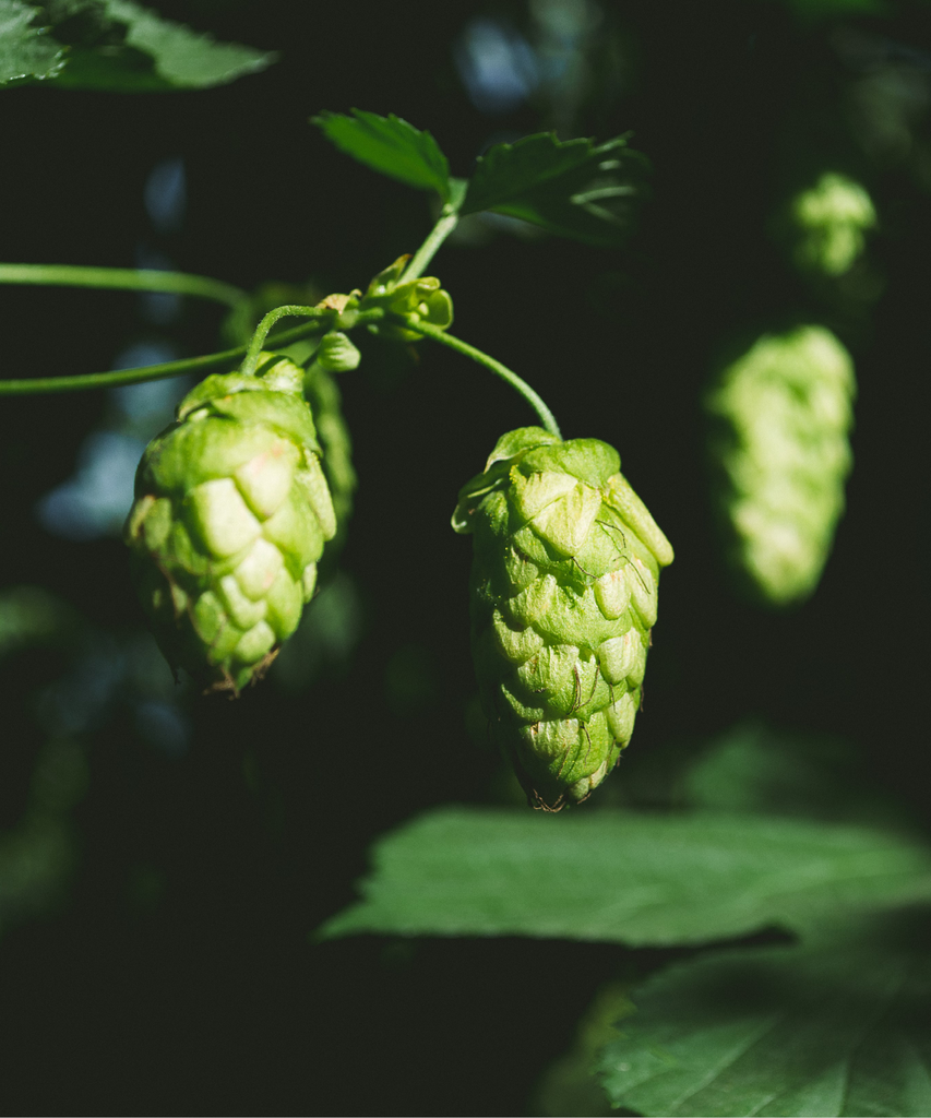 HOUBLON STRATA PELLET CROBY 2024