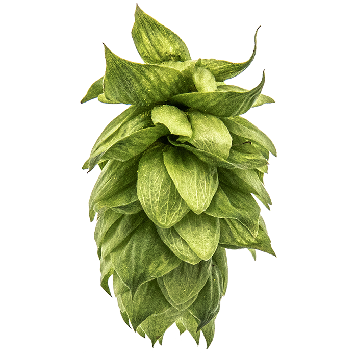 HOUBLON CASHMERE PELLET 2024