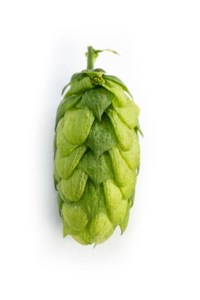 HOUBLON HERSBRUCKER PELLET 2024