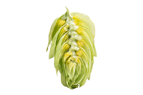 HOUBLON ECLIPSE PELLET HPA 2025