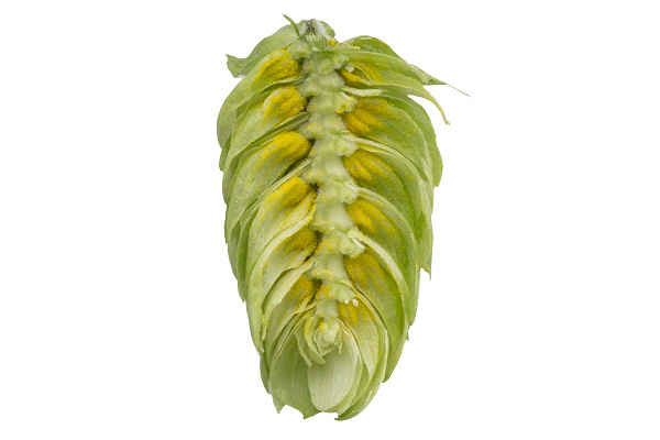 HOUBLON ENIGMA PELLET HPA 