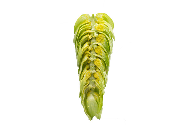 HOUBLON GALAXY PELLET HPA 2025