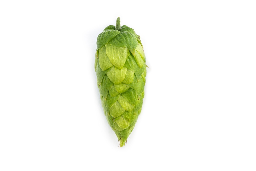 HOUBLON HALL. BLANC HVG 2025
