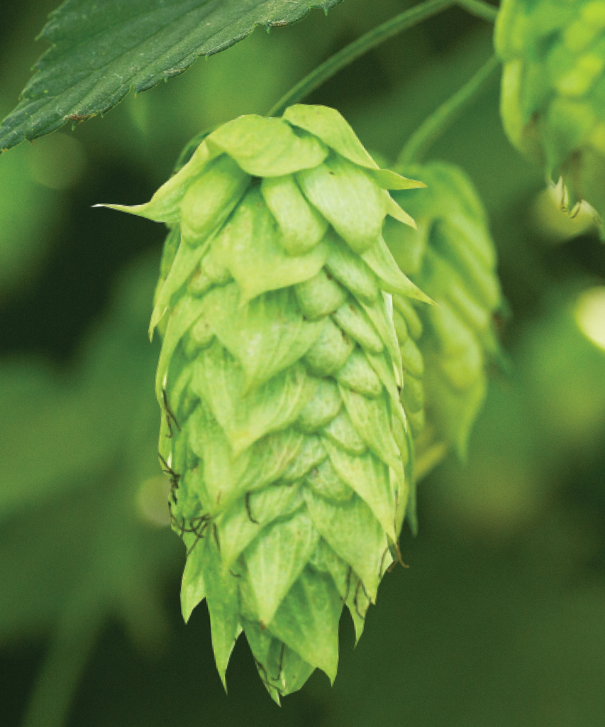 HOUBLON IDAHO 7 PELLET CROSBY 2025