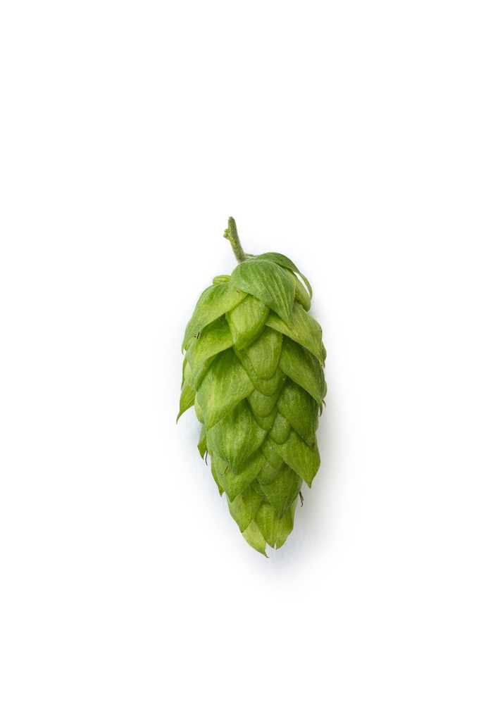 HOUBLON MAGNUM PELLET HVG 2025