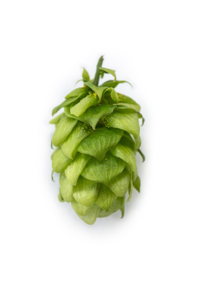 HOUBLON SAPHIR PELLET HVG 2025