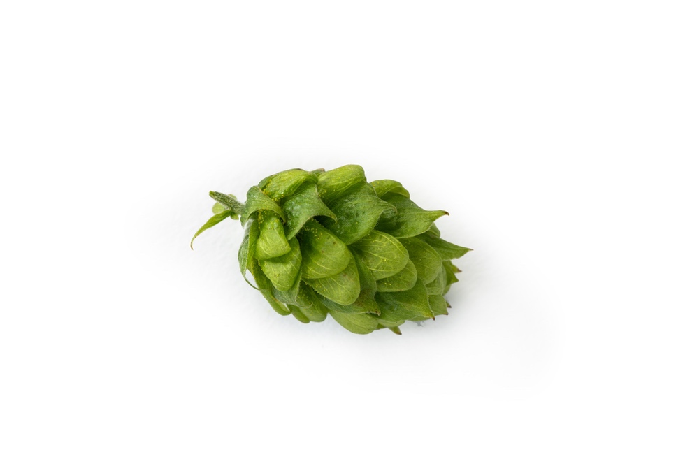 HOUBLON SPALT SELECT PELLET HVG 2025