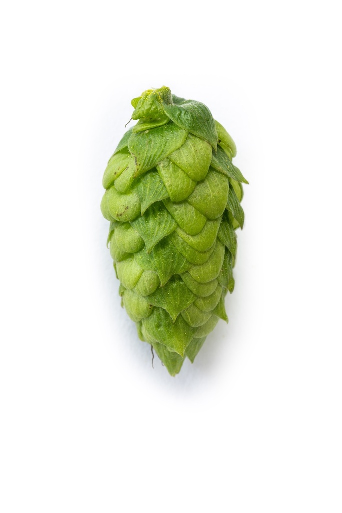 LUPULO NORTHERN BREWER HVG