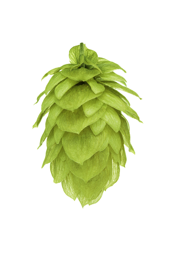 HOUBLON NELSON SAUVIN PELLET HOP REVOLUTION 2025