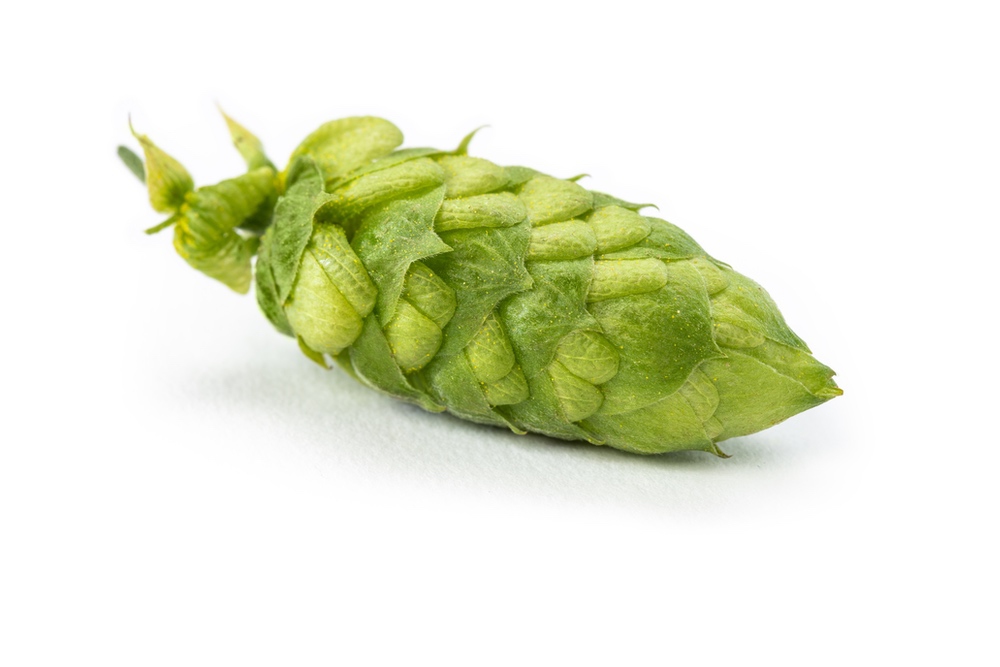 HOUBLON POLARIS HVG 2025