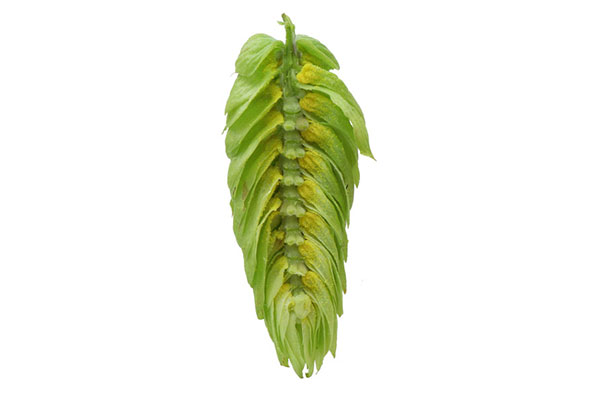 HOUBLON VIC SECRET PELLET HPA 2025