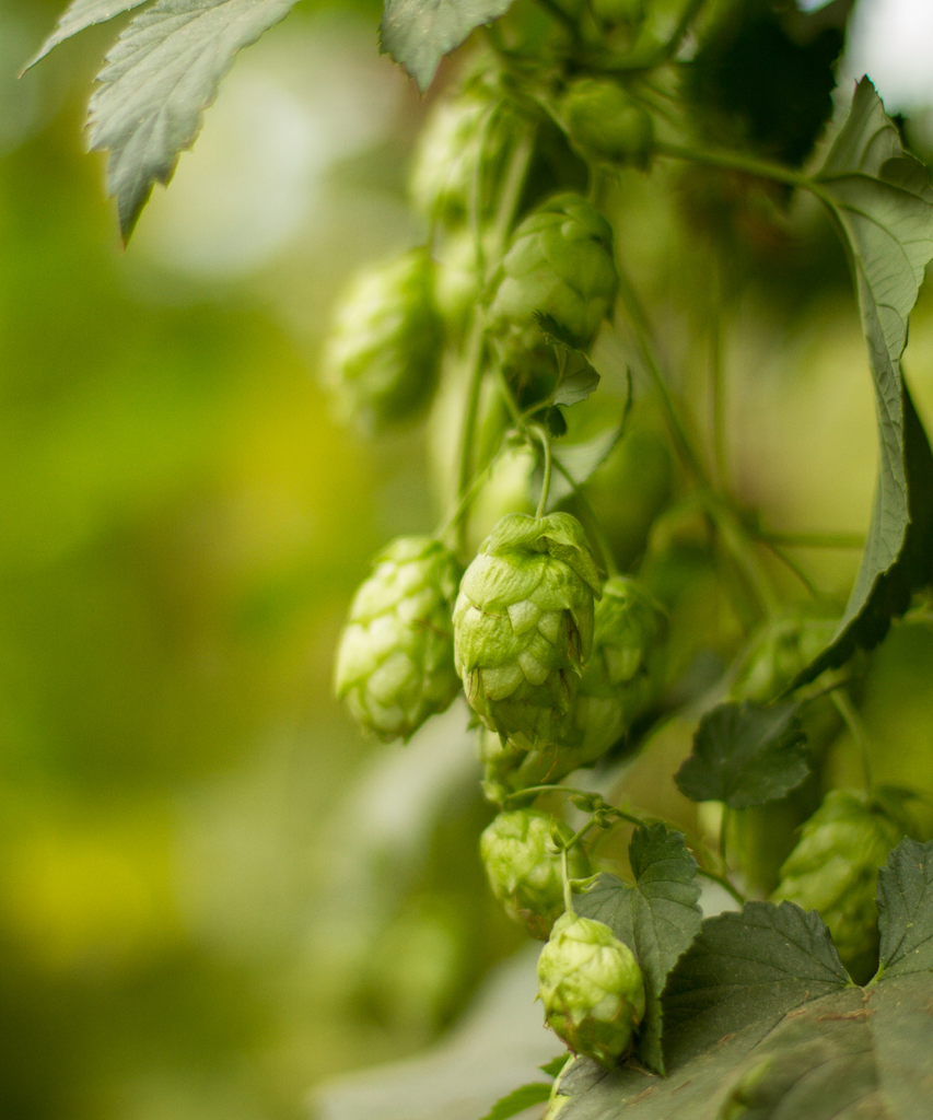 HOUBLON WILLAMETTE PELLET CROSBY