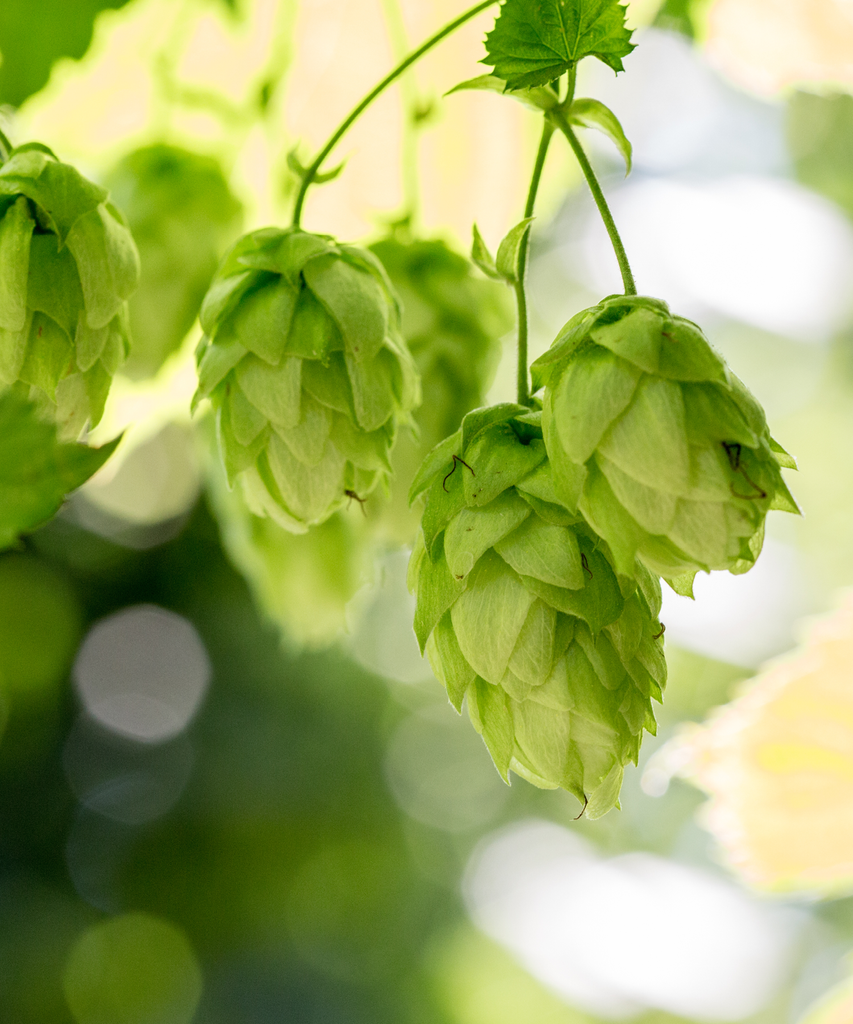 HOUBLON AZACCA PELLET CROSBY 2025