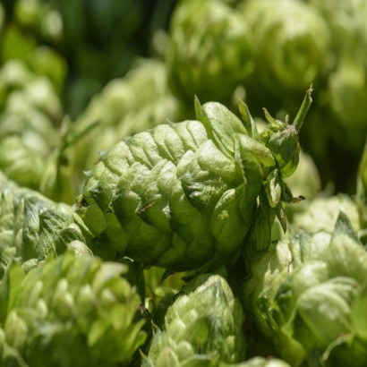 HOUBLON BREWERS GOLD PELLET HOP FRANCE 2025