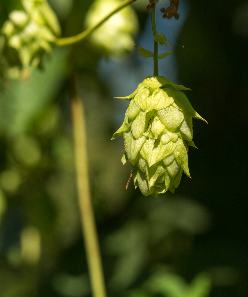 HOUBLON CASCADE PELLET CROSBY 2025