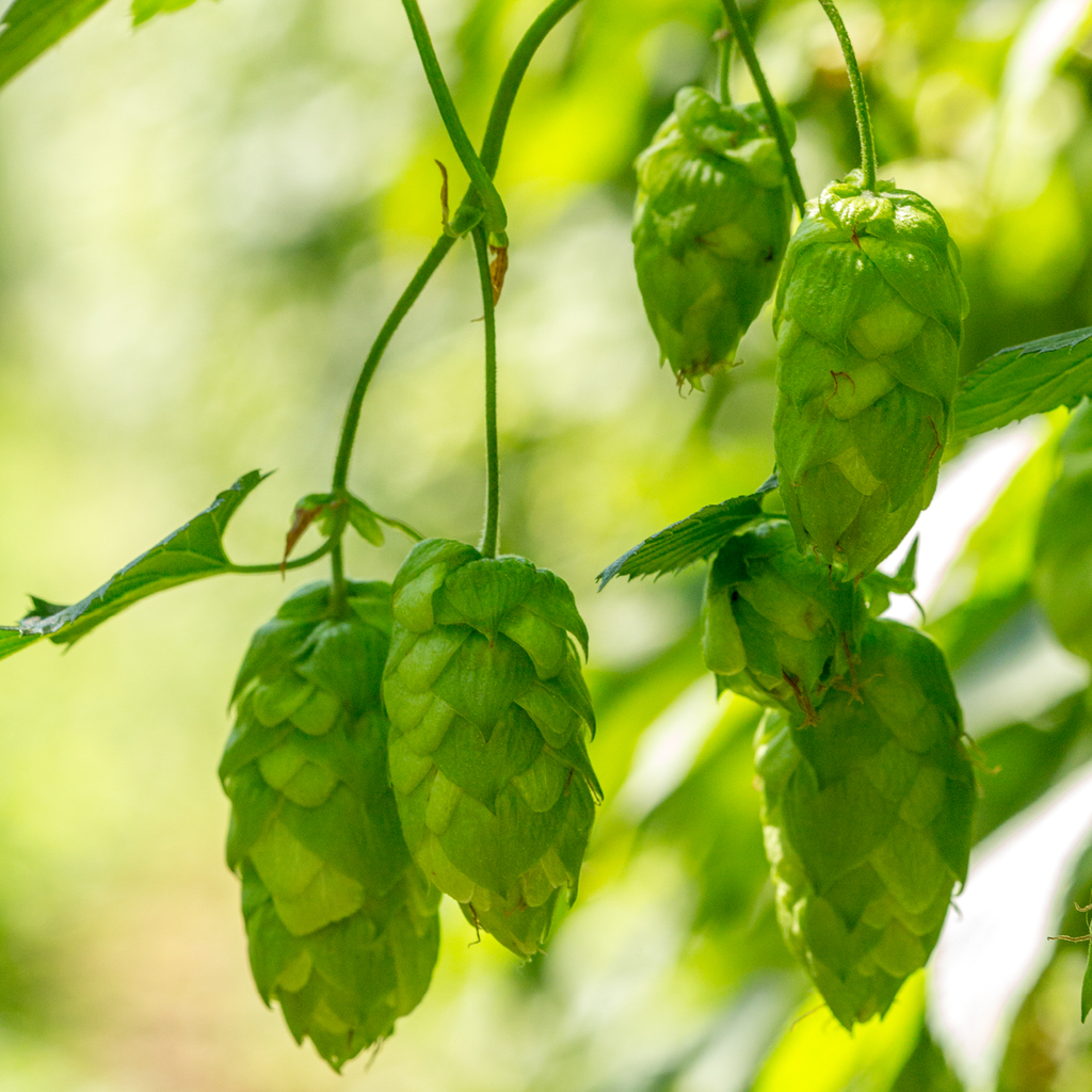 HOUBLON CENTENNIAL PELLET CROSBY