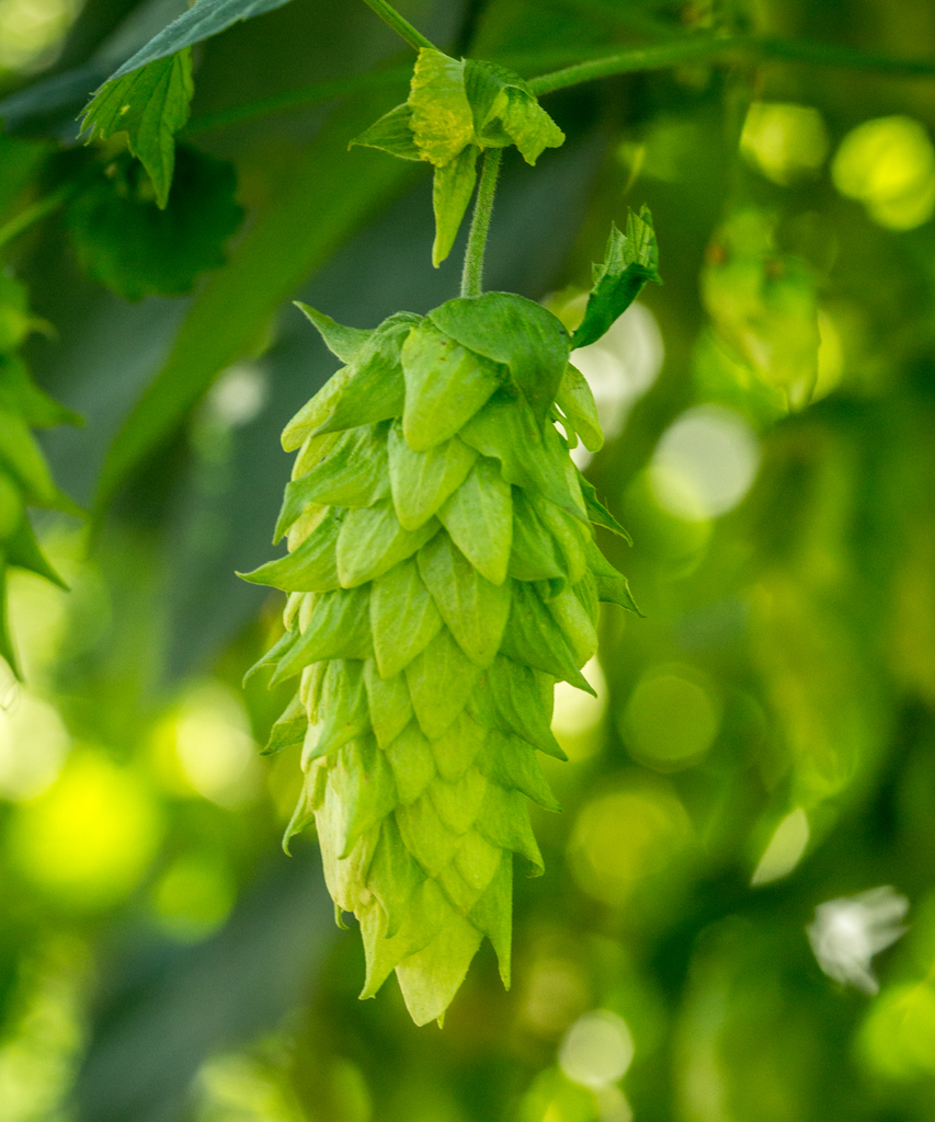 HOUBLON CHINOOK PELLET CROSBY 2025 