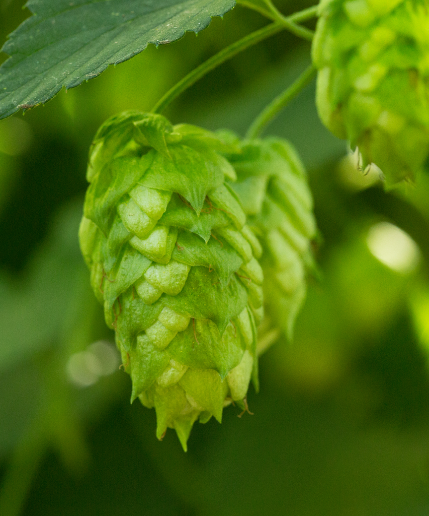 HOUBLON NUGGET PELLET CROSBY 2025