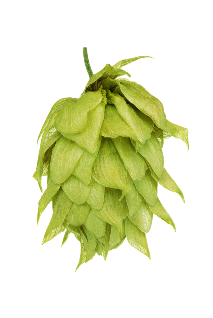 HOUBLON RIWAKA PELLET HOP REVOLUTION 2025