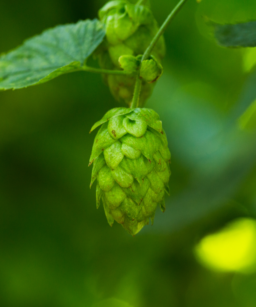 HOUBLON CRYSTAL PELLET CROSBY 2025