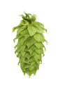 HOUBLON WAIMEA PELLET HOP REV. 2024