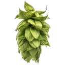 HOUBLON CASHMERE PELLET 2024