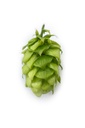 HOUBLON SAPHIR PELLET HVG