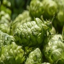 HOUBLON BREWERS GOLD PELLET HOP FRANCE