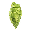 HOUBLON CRYO HOPS CITRA PELLET YAKIMA 