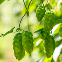 HOUBLON CENTENNIAL PELLET CROSBY