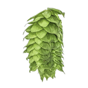 HOUBLON HBC 522 PELLET YAKIMA 